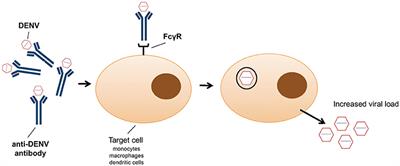 Flavivirus Receptors: Diversity, Identity, and Cell Entry